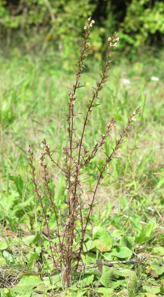 Odontites jaubertianus